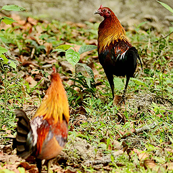 Red Junglefowl