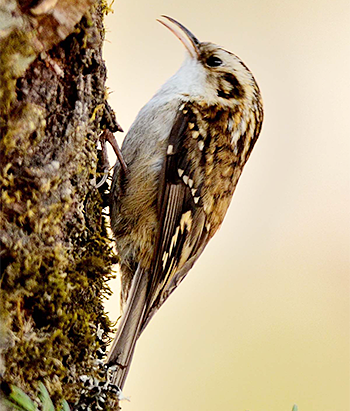 Rusty-flanked Treecreeper
