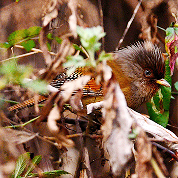 Rusty-fronted Barwing