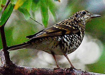 Scaly Thrush