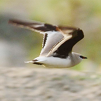 Small Pratincole