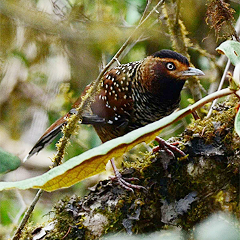 Spotted Laughingthrush