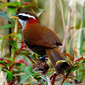 Streak-breasted Scimitar-babbler