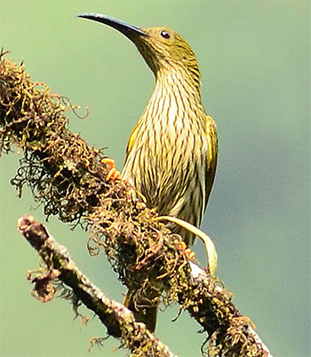Streaked Spiderhunter
