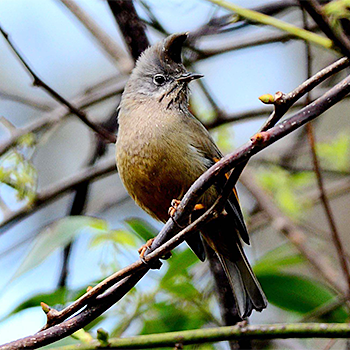 Stripe-throated Yuhina