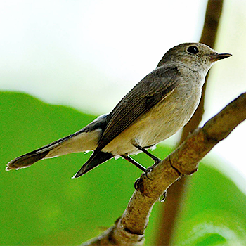 Taiga Flycatcher