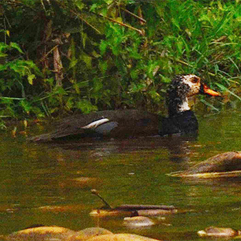 White-winged Duck