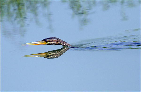 Oriental Darter