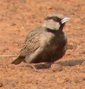 Ashy-crowned Sparrow-lark