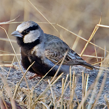 Ashy-crowned Sparrow-lark