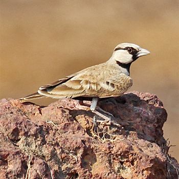 Ashy-crowned Sparrow-lark