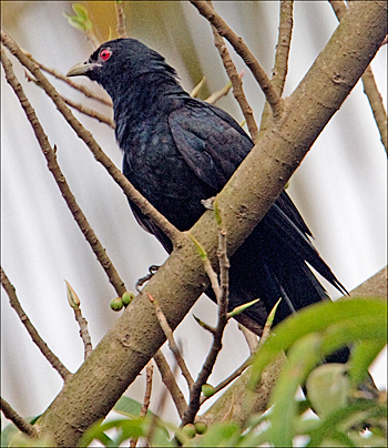 Asian Koel