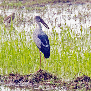 Asian Openbill