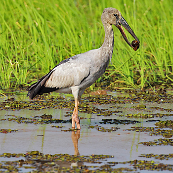 Asian Openbill