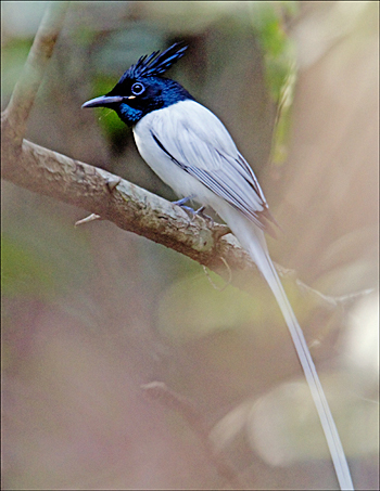 Asian Paradise-flycatcher