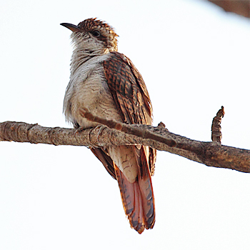 Banded Bay Cuckoo