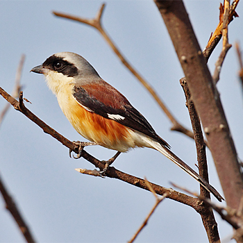 Bay-backed Shrike