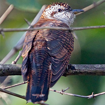 Banded Bay Cuckoo
