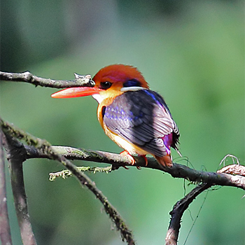 Black-backed Kingfisher
