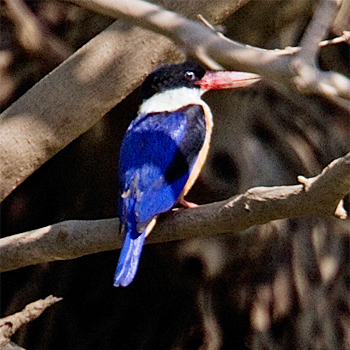 Black-capped Kingfisher