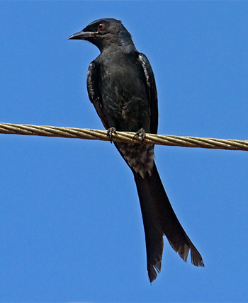 Black Drongo
