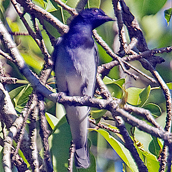 Black-headed Cuckooshrike