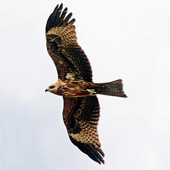 Black(-eared) Kite
