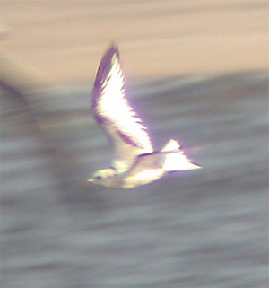 Black-legged Kittiwake