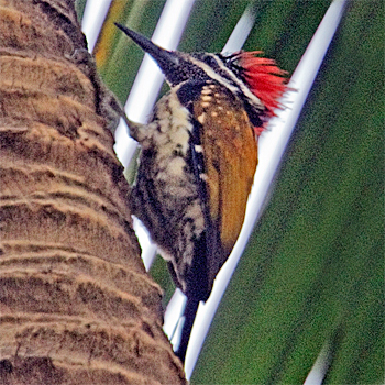 Black-rumped Flameback