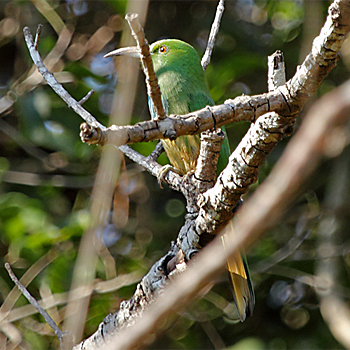 Blue-bearded Bee-eater