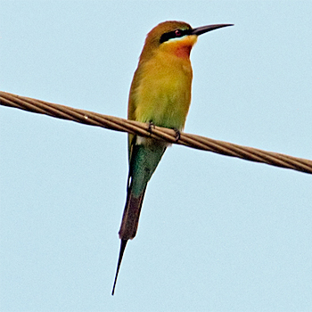 Blue-tailed Bee-eater
