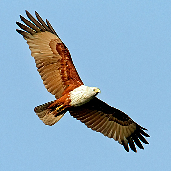 Brahminy Kite