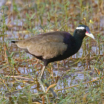 Bronze-winged Jacana