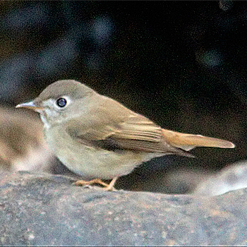 Brown-breasted Flycatcher
