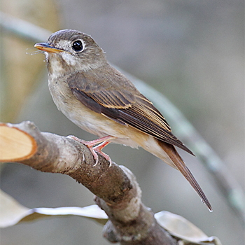 Brown-breasted Flycatcher