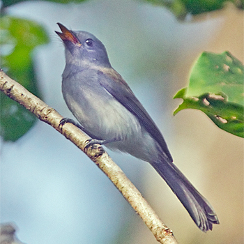 Brown-cheeked Fulvetta