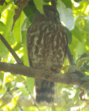 Brown Wood-owl