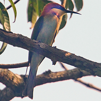 Chestnut-headed Bee-eater