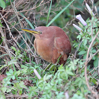Cinnamon Bittern