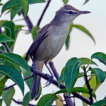 Clamorous Reed Warbler