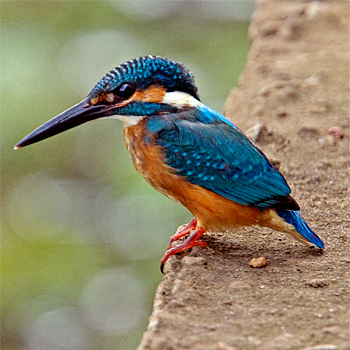Comon Kingfisher