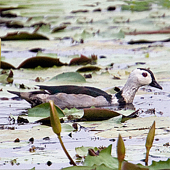 Cotton Pygmy Goose