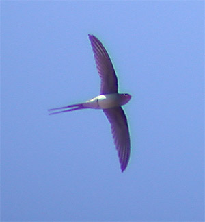 Crested Treeswift