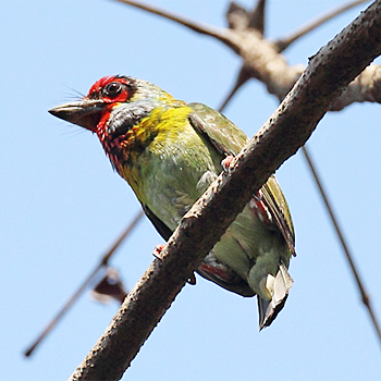 Crimson-fronted Barbet