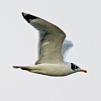 Pallas's Gull