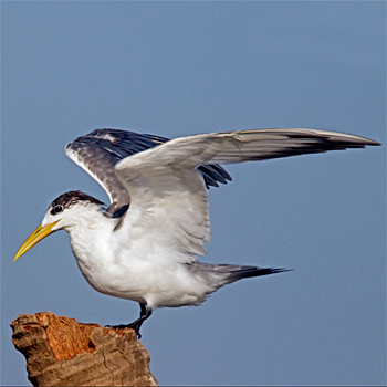 Great Crested Tern