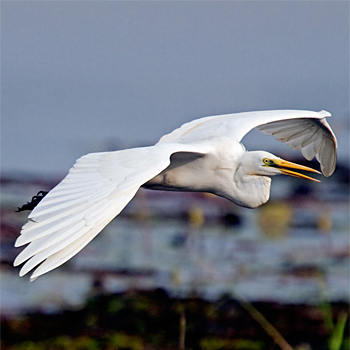 Great Egret