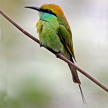 Green Bee-eater