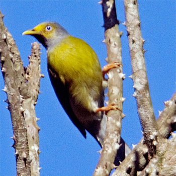 Grey-headed Bulbul