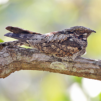 Grey Nightjar